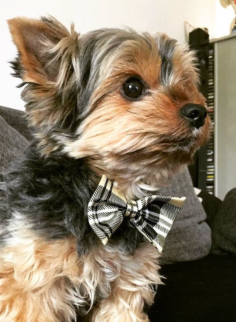 Cooky a rejoint le concours — aidez-le/la à gagner de superbes lots ! canidae, carnivore, collar, companion_dog, dog, dog_breed, dog_collar, dog_supply, fashion_accessory, fawn, fur, liver, shelf, small_terrier, snout, sporting_group, terrier, toy_dog, working_animal, yorkipoo