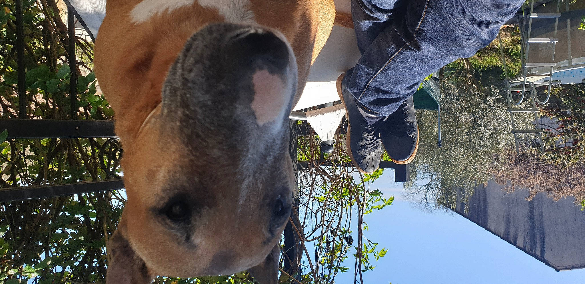 Fibie participe au concours pour gagner de l'argent avec cette photo : boot, bovine, dog_breed, fawn, grass, human_leg, jaw, landscape, leg, livestock, mammal, pack_animal, plant, sneakers, snout, terrestrial_animal, tree, whiskers, wildlife, working_animal