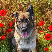 Tara participe au concours pour gagner de l'argent avec cette photo : dog, animal, outdoor, flower, poppy, grass, nature, pet, canine, happy, tongue_out, fur, ears, sunlight, greenery, summer, portrait, closeup, sitting, colorful