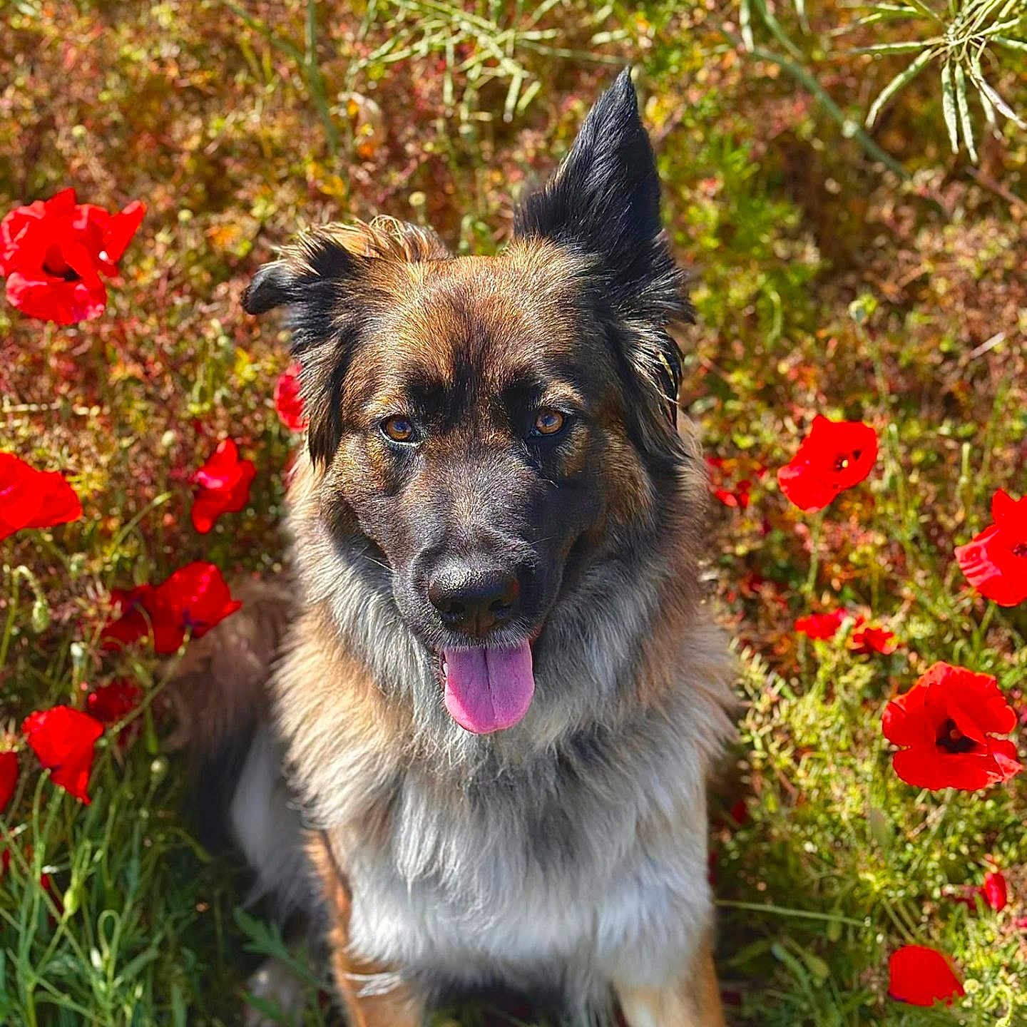 Tara participe au concours pour gagner de l'argent avec cette photo : dog, animal, outdoor, flower, poppy, grass, nature, pet, canine, happy, tongue_out, fur, ears, sunlight, greenery, summer, portrait, closeup, sitting, colorful