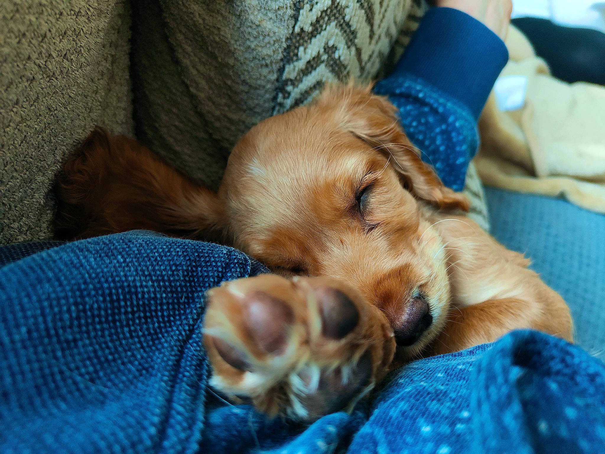 Audrey is registered to the contest to win money with this photo: canidae, carnivore, comfort, companion_dog, dog, dog_breed, fawn, fur, liver, nail, nap, paw, puppy, snout, sporting_group, terrestrial_animal, whiskers, working_animal, wrinkle, wrist