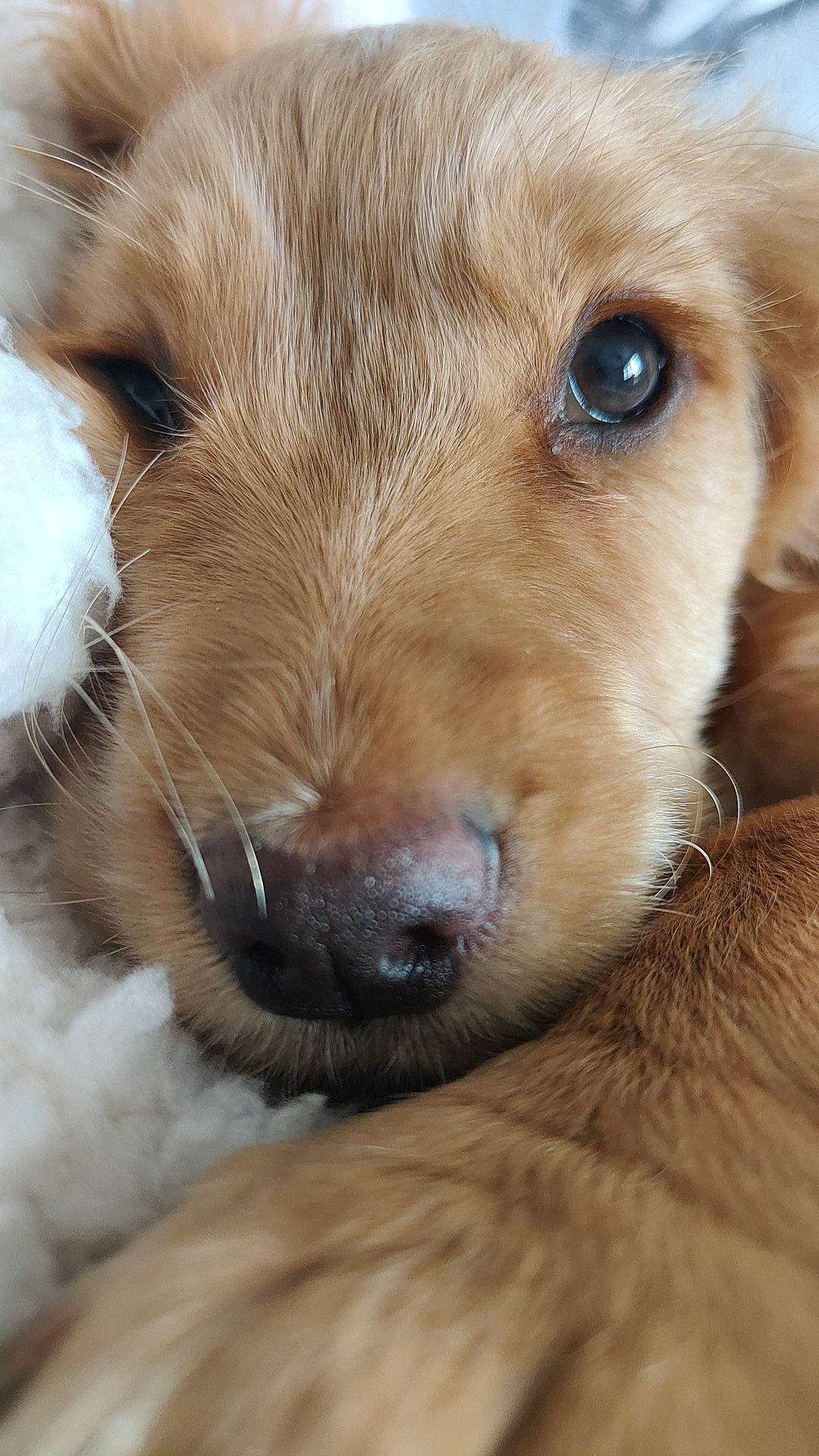 Audrey is registered to the contest to win money with this photo: canidae, carnivore, companion_dog, dog, dog_breed, ear, fawn, fur, head, liver, paw, retriever, snout, sporting_group, terrestrial_animal, whiskers, working_animal