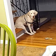 Ellie May is registered to the contest to win money with this photo: dog, stairs, indoor, wooden_floor, tile_floor, pet_bed, sleeping_dog, sitting_dog, bone, green_chair, leash, harness, door, cabinet, household, resting, pet, animal, cozy, relaxed