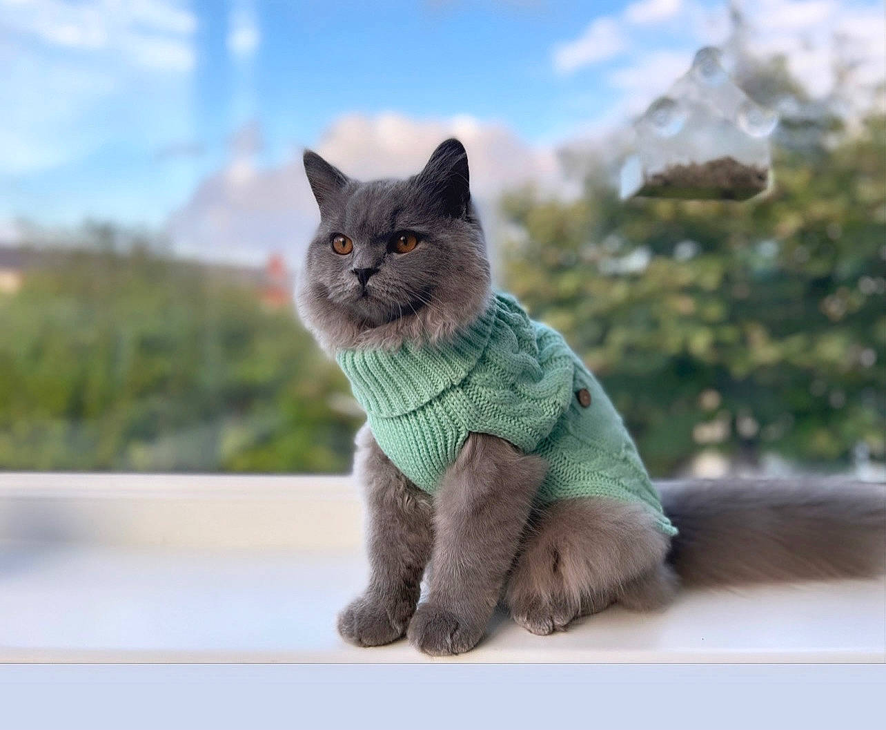 Albert joined the competition — help win amazing prizes! art, carnivore, cat, claw, cloud, domestic_short_haired_cat, fawn, felidae, fur, gesture, grey, paw, russian_blue, sky, small_to_medium_sized_cats, snout, tail, toy, whiskers, wildlife