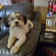 Bunny joined the competition — help win amazing prizes! dog, pet, indoor, leather_chair, furniture, mirror, reflection, person, pink_shirt, books, table, photoframe, cozy, relaxing, fur, cute, animal, companion, home, portrait