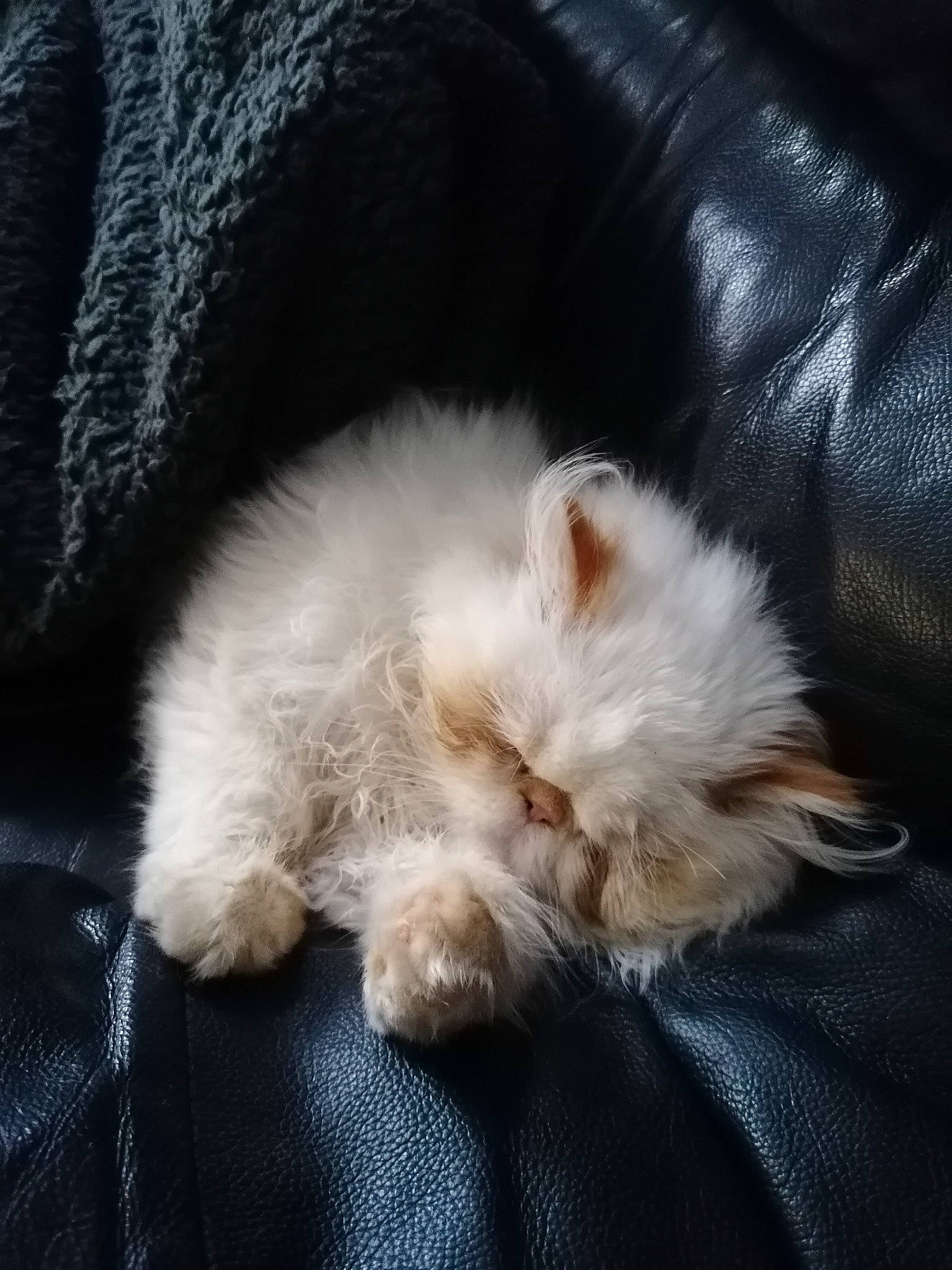 Rêverie a rejoint le concours — aidez-le/la à gagner de superbes lots ! canidae, carnivore, cat, claw, comfort, companion_dog, dog_breed, fawn, felidae, fur, paw, ragdoll, small_to_medium_sized_cats, snout, sporting_group, tail, terrestrial_animal, textile, toy_dog, whiskers