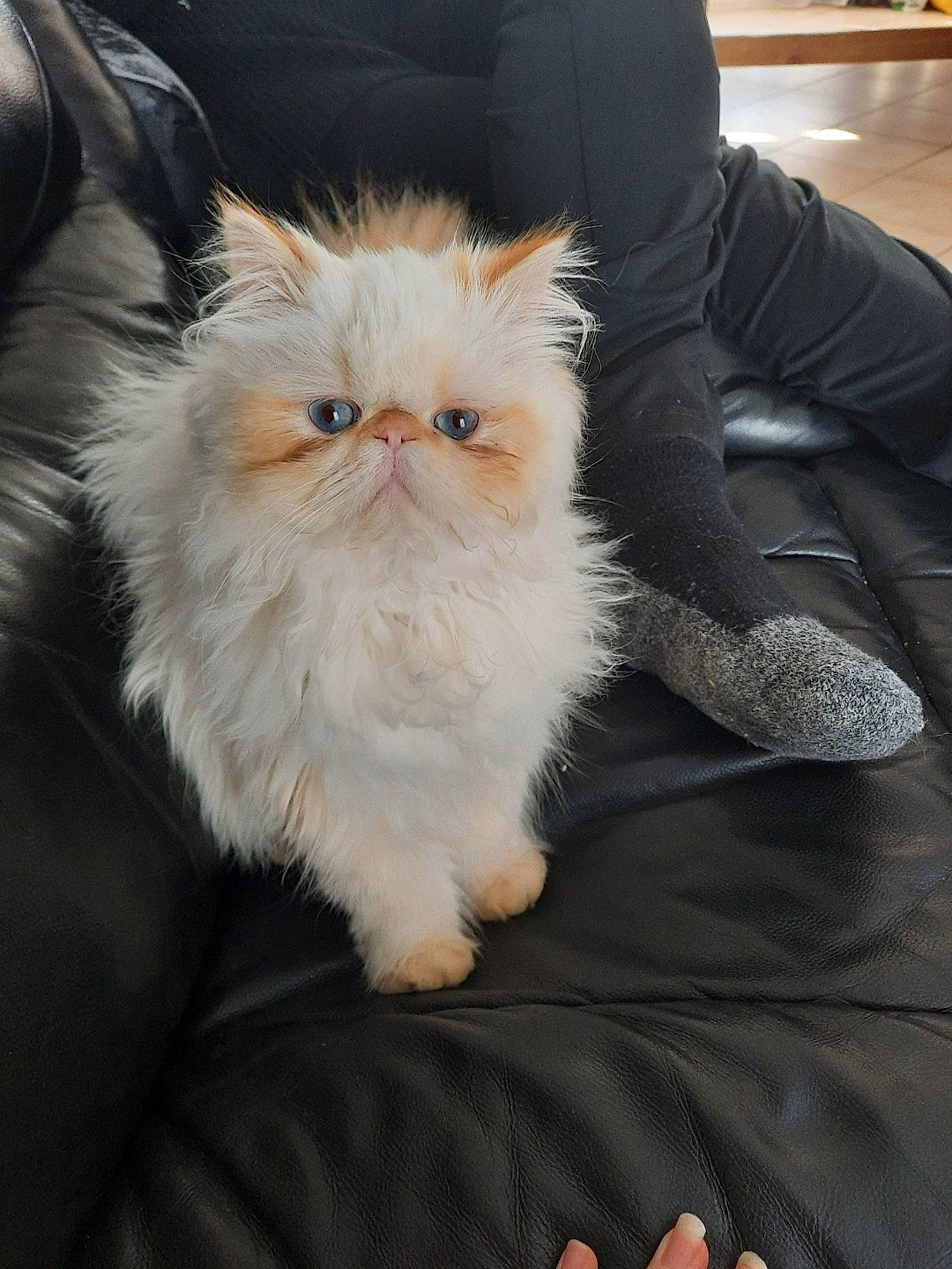 Rêverie participe au concours pour gagner de l'argent avec cette photo : carnivore, cat, chair, claw, comfort, couch, eye, fawn, felidae, fur, head, human_leg, iris, lap, leg, picture_frame, small_to_medium_sized_cats, snout, tail, whiskers