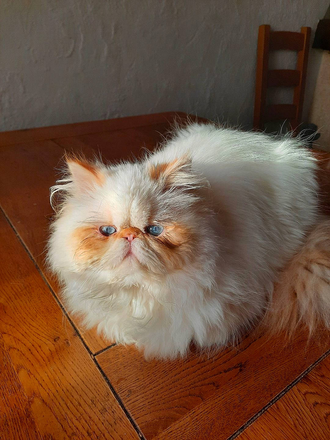 Rêverie a rejoint le concours — aidez-le/la à gagner de superbes lots ! carnivore, cat, fawn, felidae, flooring, flowering_plant, fur, hardwood, laminate_flooring, persian, plant, small_to_medium_sized_cats, snout, tail, varnish, whiskers, wood, wood_flooring, wood_stain