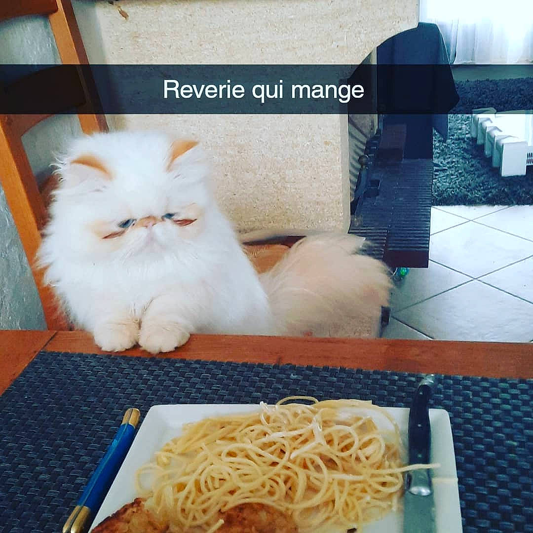 Rêverie a rejoint le concours — aidez-le/la à gagner de superbes lots ! al_dente, carnivore, cat, chinese_noodles, cuisine, felidae, food, ingredient, noodle, pancit, pasta, recipe, rice_noodles, small_to_medium_sized_cats, spaghetti, spaghetti_aglio_e_olio, staple_food, table, tableware, whiskers