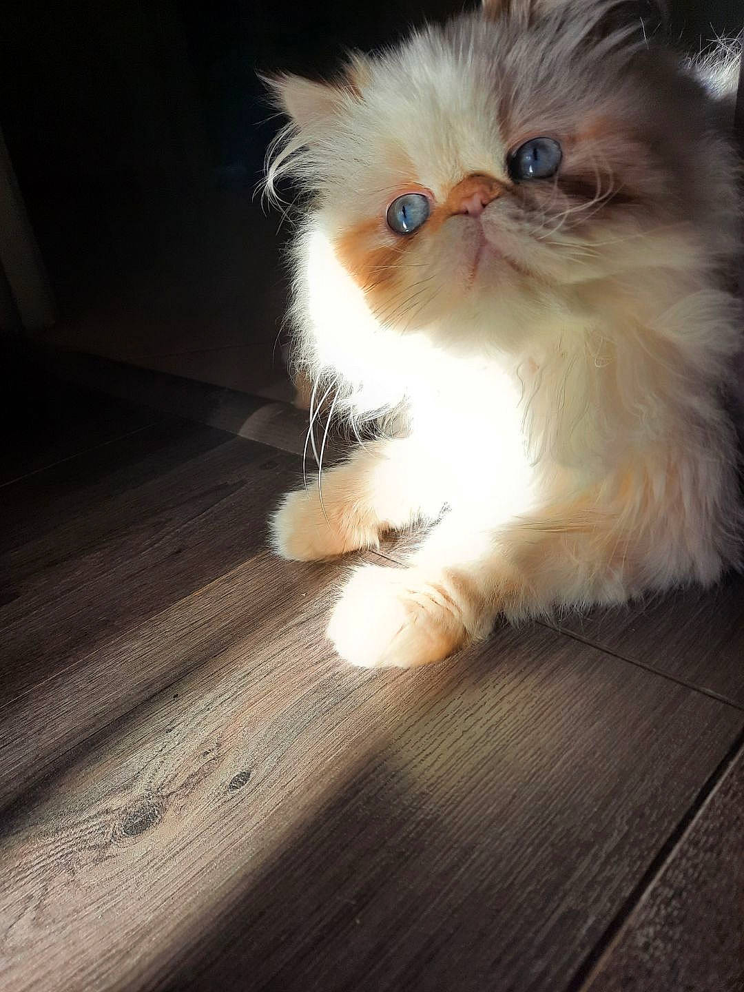 Rêverie a rejoint le concours — aidez-le/la à gagner de superbes lots ! carnivore, cat, claw, companion_dog, fawn, felidae, flooring, fruit, fur, hardwood, laminate_flooring, paw, plant, ragdoll, small_to_medium_sized_cats, snout, tail, whiskers, wood, wood_flooring