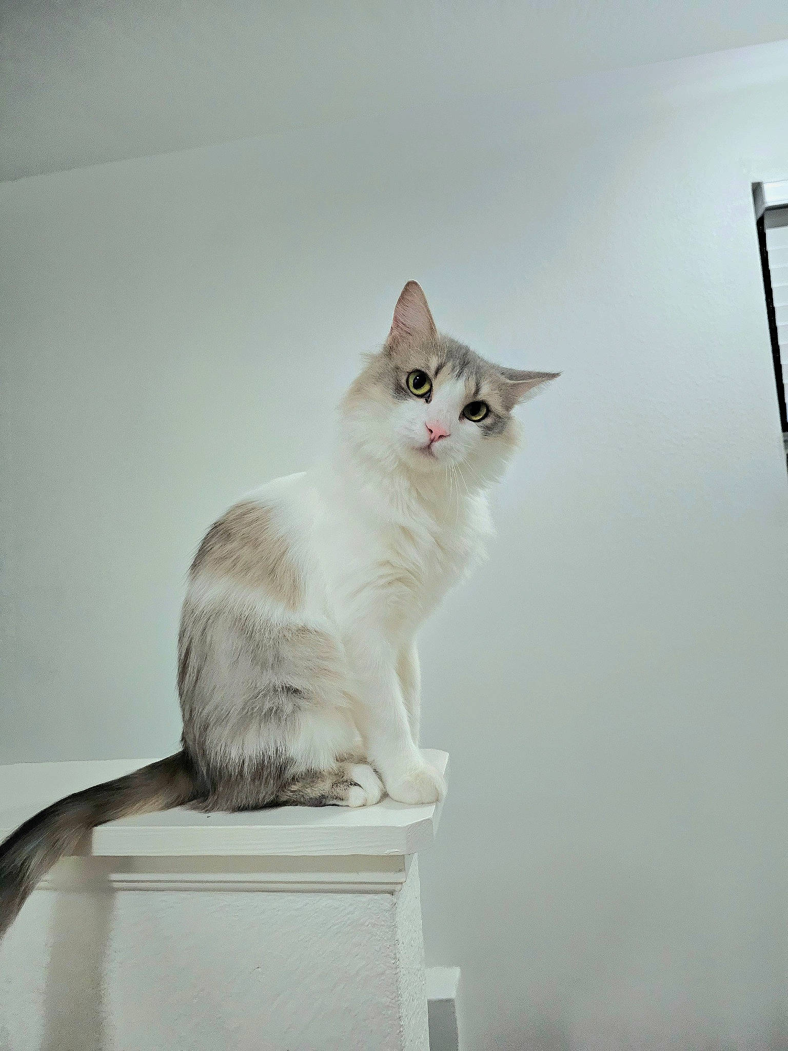 Gin is registered to the contest to win money with this photo: carnivore, cat, cat_supply, domestic_short_haired_cat, felidae, fur, paw, plaster, ragdoll, small_to_medium_sized_cats, tail, whiskers, wood