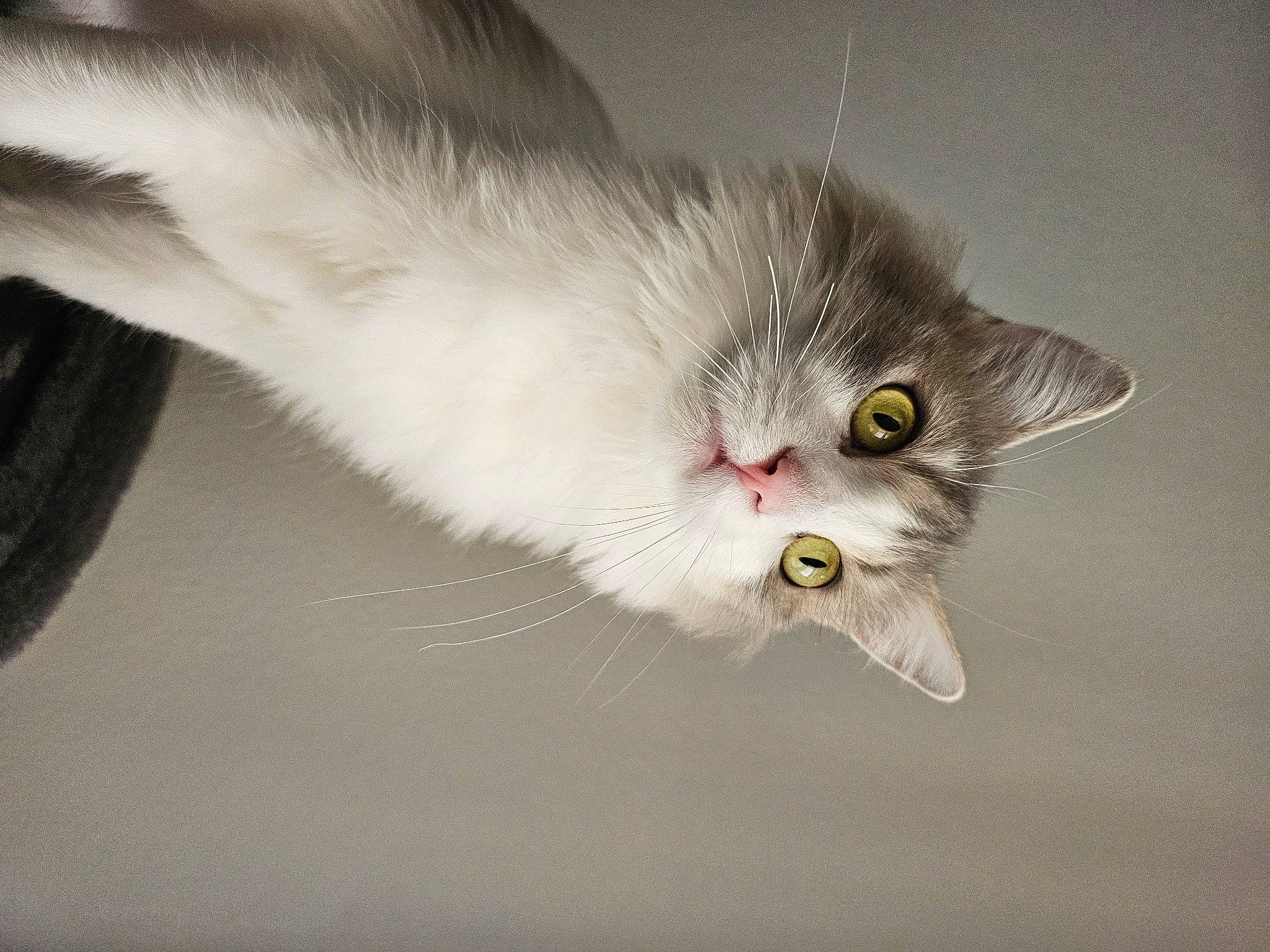 Gin is registered to the contest to win money with this photo: carnivore, cat, claw, domestic_short_haired_cat, ear, eye, felidae, fur, grey, paw, small_to_medium_sized_cats, snout, tail, terrestrial_animal, whiskers