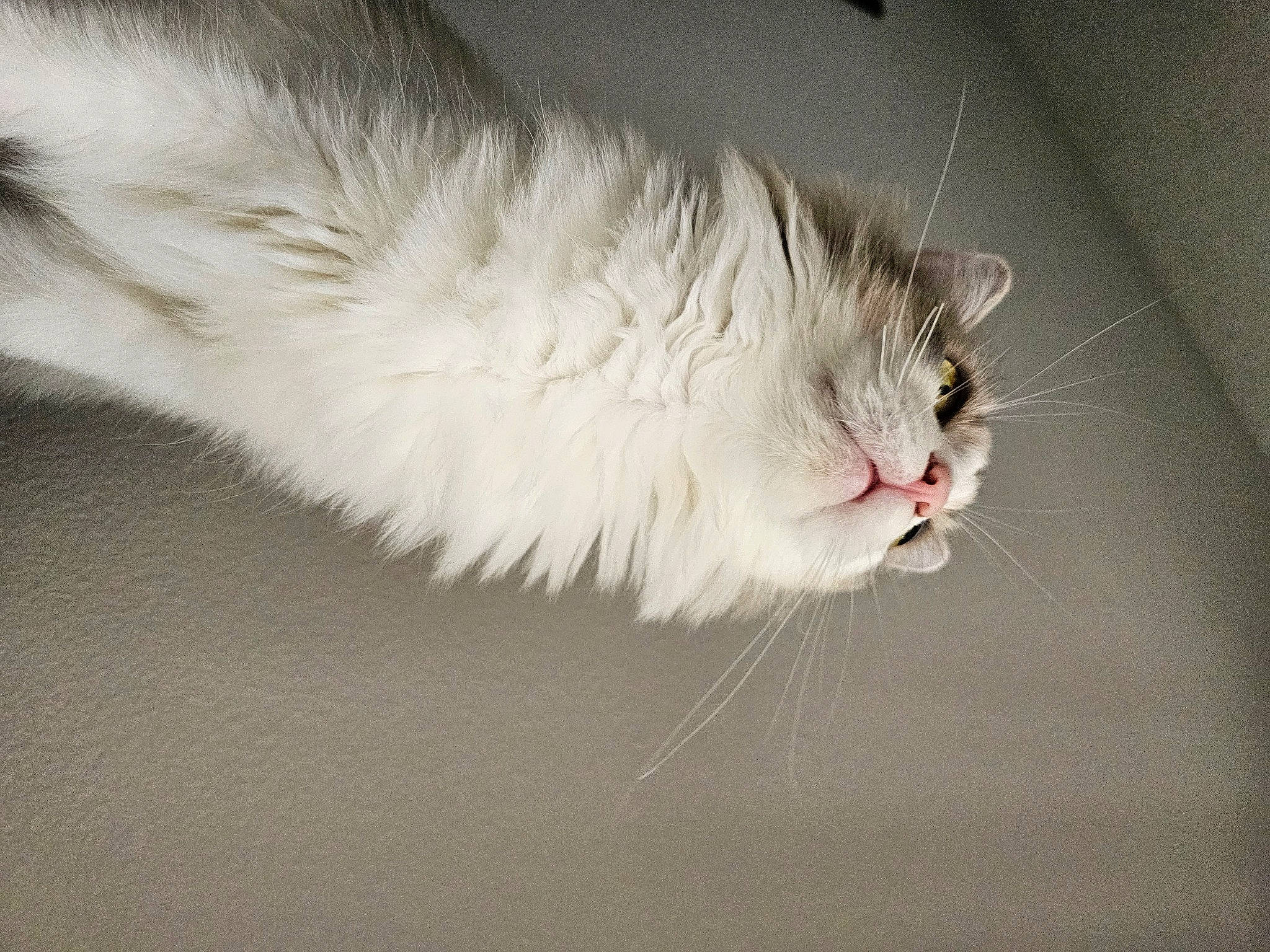 Gin is registered to the contest to win money with this photo: carnivore, cat, domestic_short_haired_cat, felidae, foot, fur, paw, plant, small_to_medium_sized_cats, snout, tail, whiskers