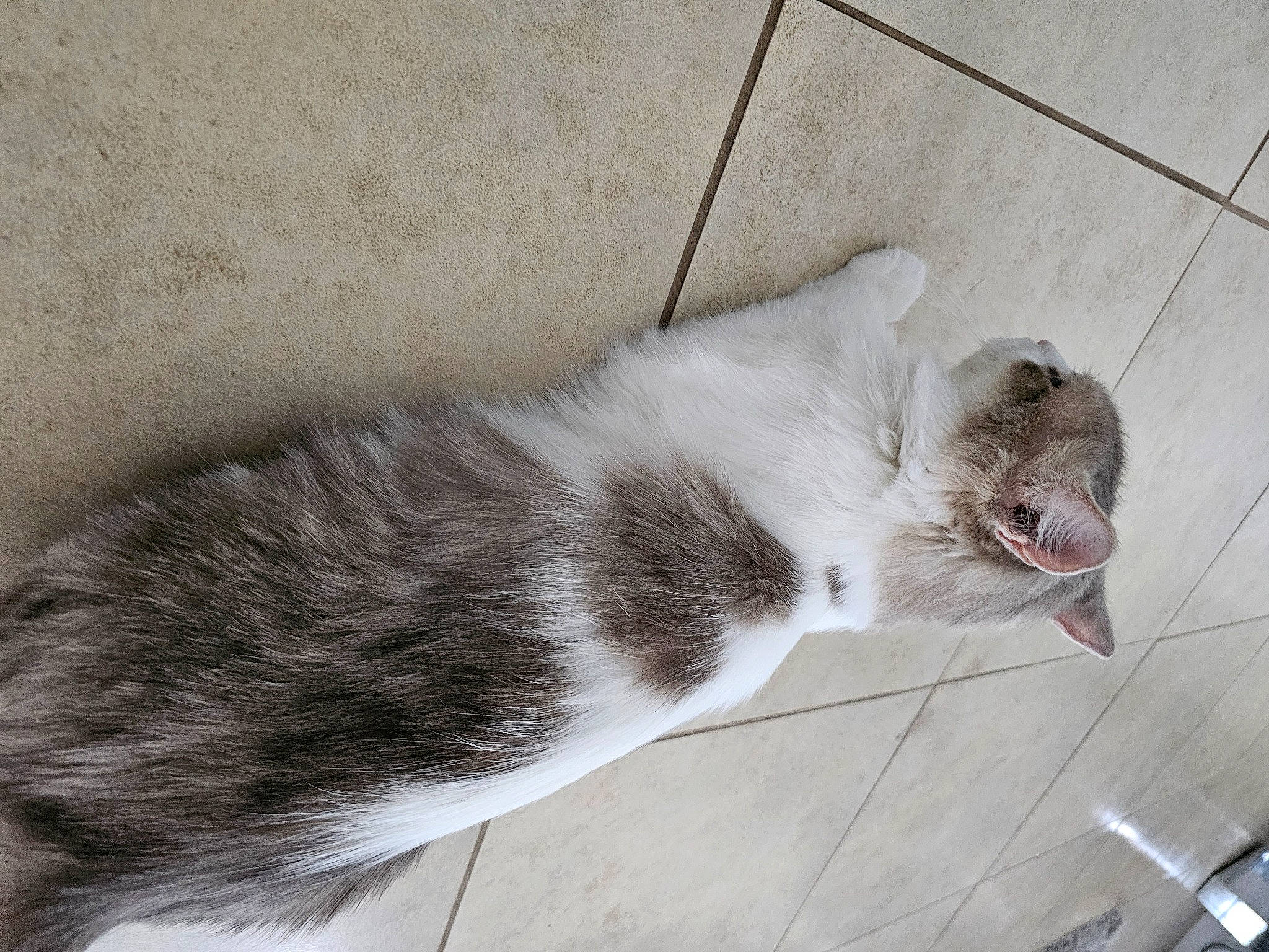 Gin joined the competition — help win amazing prizes! carnivore, cat, claw, domestic_short_haired_cat, felidae, flooring, fur, grey, paw, small_to_medium_sized_cats, snout, tail, terrestrial_animal, whiskers, window