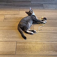 Plume participe au concours pour gagner de l'argent avec cette photo : cat, tabby, toy_mouse, string, wooden_floor, indoor, pet, playful, curious, white_paws, animal, feline, lying_down, flooring, domestic, whiskers, ears, tail, looking_up, resting