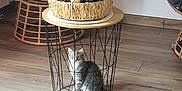 Ruby a rejoint le concours — aidez-le/la à gagner de superbes lots ! cat, gray_cat, wire_basket, table, wooden_floor, indoor, chair, modern, living_room, pet, curious, furniture, home_decor, seated, looking_up, animal, cozy, basket, flooring, relaxing
