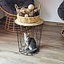 cat, gray_cat, wire_basket, table, wooden_floor, indoor, chair, modern, living_room, pet, curious, furniture, home_decor, seated, looking_up, animal, cozy, basket, flooring, relaxing