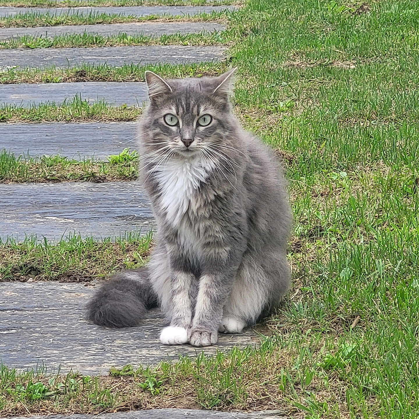 Ruby a rejoint le concours — aidez-le/la à gagner de superbes lots ! alert, animal, cat, cute, domestic_cat, ears, feline, fluffy_fur, fur, grass, gray_cat, green_eyes, nature, outdoor, pet, sitting, stone_path, tail, whiskers, white_paws