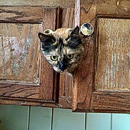 Sofie joined the competition — help win amazing prizes! animal, brown, cabinet, cat, closeup, curious, door, eye, feline, fur, head, household, indoor, knob, mottled, peeking, pet, rustic, texture, wood