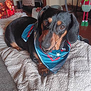Britney Lynn joined the competition — help win amazing prizes! animal, bandana, black, blanket, brown, canine, carpet, cozy, cute, dachshund, decorations, dog, floor, furniture, indoor, looking_up, lying_down, pet, pet_crate, toy