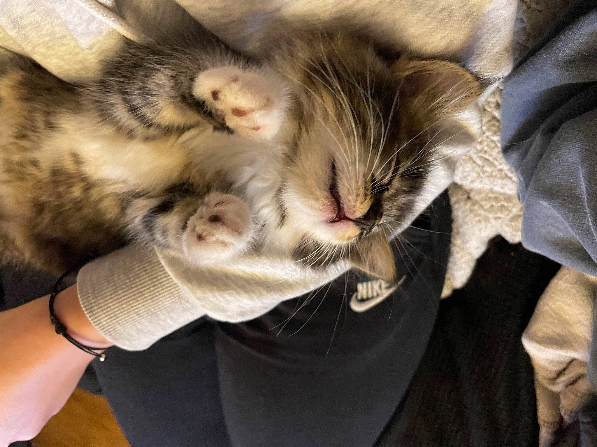 Tiky a rejoint le concours — aidez-le/la à gagner de superbes lots ! carnivore, cat, child, claw, cloud, comfort, domestic_short_haired_cat, ear, fawn, felidae, fur, gesture, hug, nap, paw, sleep, small_to_medium_sized_cats, snout, tail, whiskers