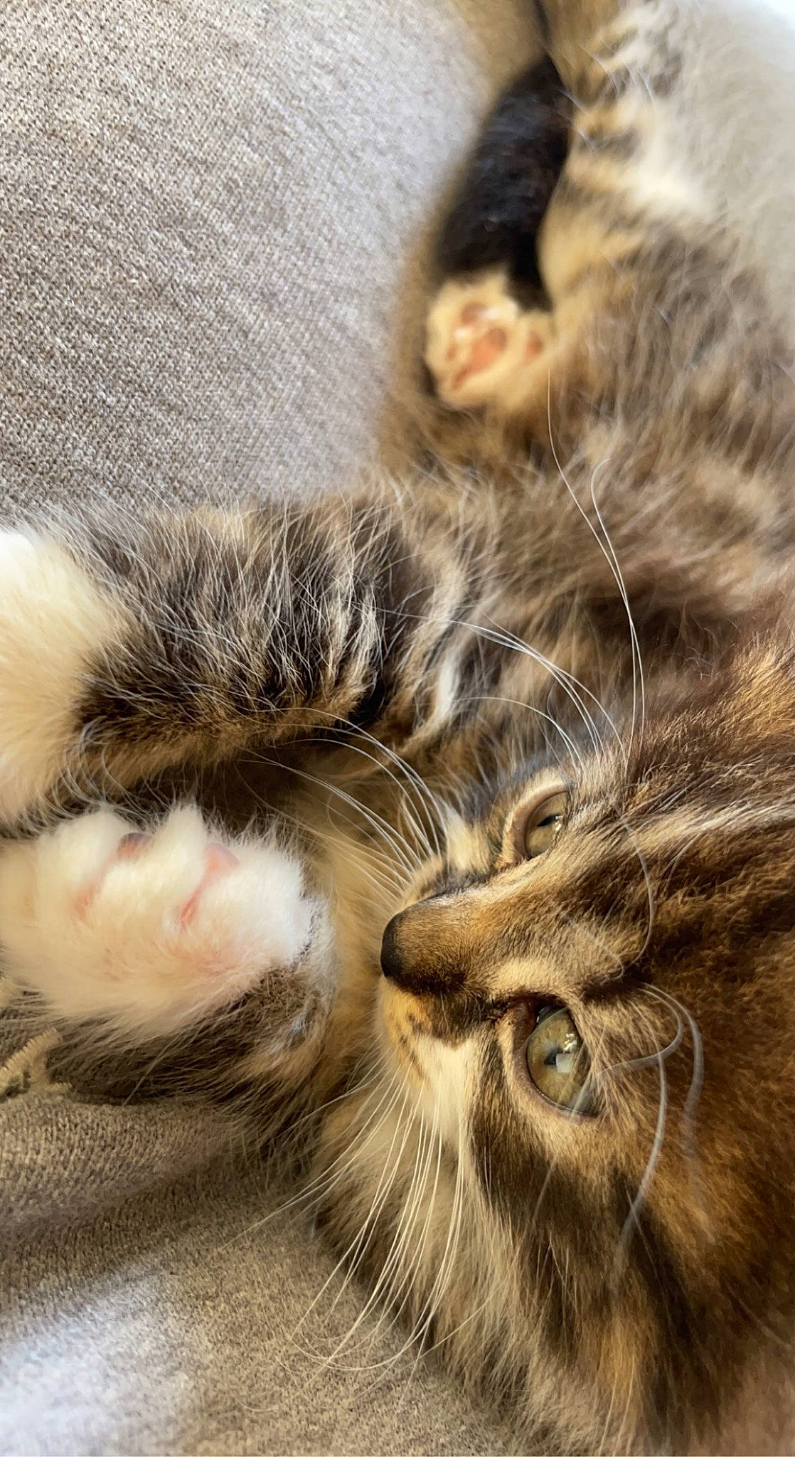 Tiky participe au concours pour gagner de l'argent avec cette photo : carnivore, cat, claw, close_up, comfort, domestic_short_haired_cat, eye, felidae, fur, nap, paw, sand, sleep, small_to_medium_sized_cats, snout, tail, terrestrial_animal, whiskers, wildlife