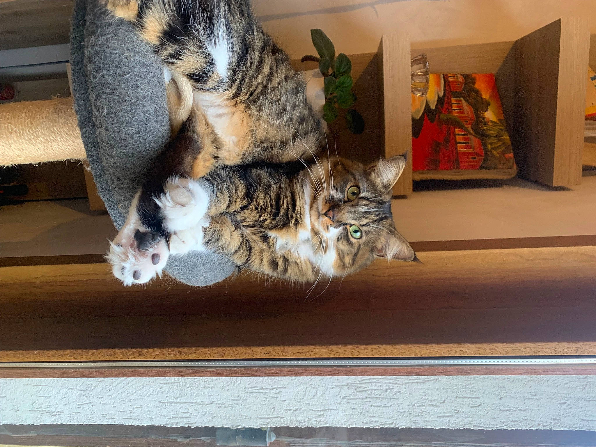 Tiky participe au concours pour gagner de l'argent avec cette photo : art, carnivore, cat, comfort, domestic_short_haired_cat, door, eye, felidae, flooring, fur, paw, picture_frame, room, small_to_medium_sized_cats, snout, tail, whiskers, window, wood