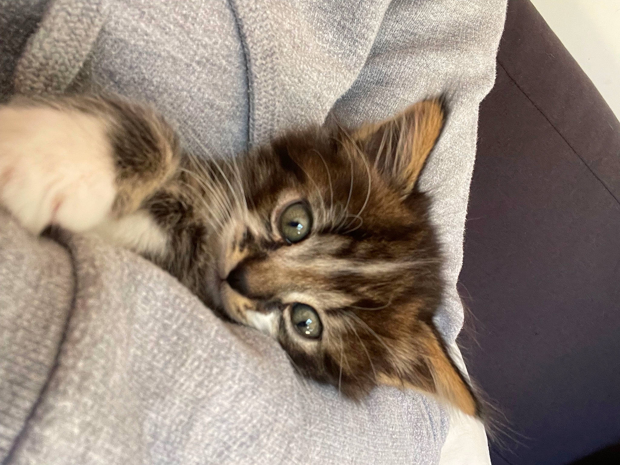 Tiky participe au concours pour gagner de l'argent avec cette photo : carnivore, cat, claw, comfort, domestic_short_haired_cat, felidae, fur, grey, linens, paw, sleeve, small_to_medium_sized_cats, tail, terrestrial_animal, whiskers, wood