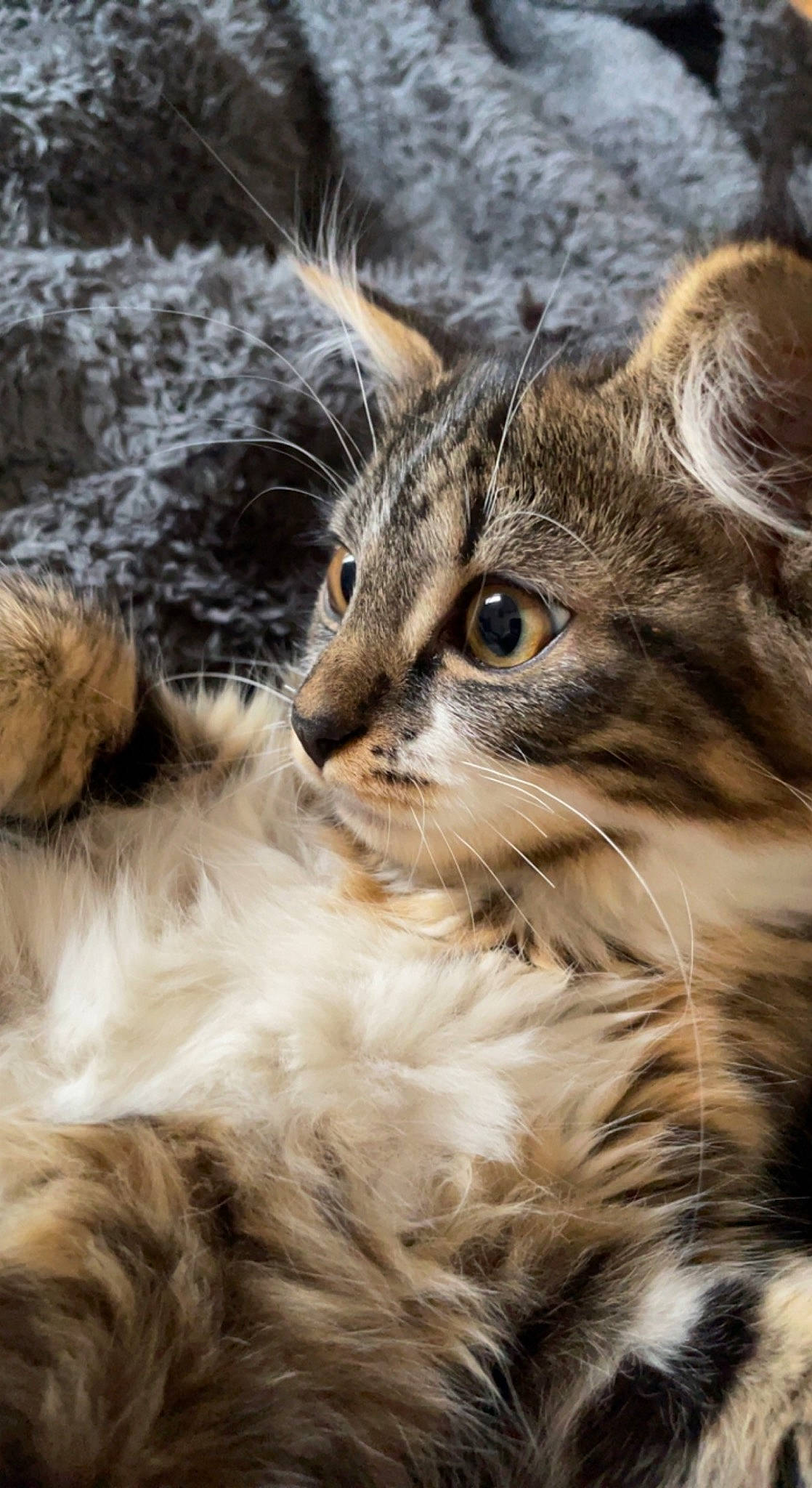 Tiky a rejoint le concours — aidez-le/la à gagner de superbes lots ! carnivore, cat, claw, close_up, domestic_short_haired_cat, fawn, felidae, fur, grass, maine_coon, paw, plant, small_to_medium_sized_cats, snout, terrestrial_animal, tree, vertebrate, whiskers, wildlife, wood