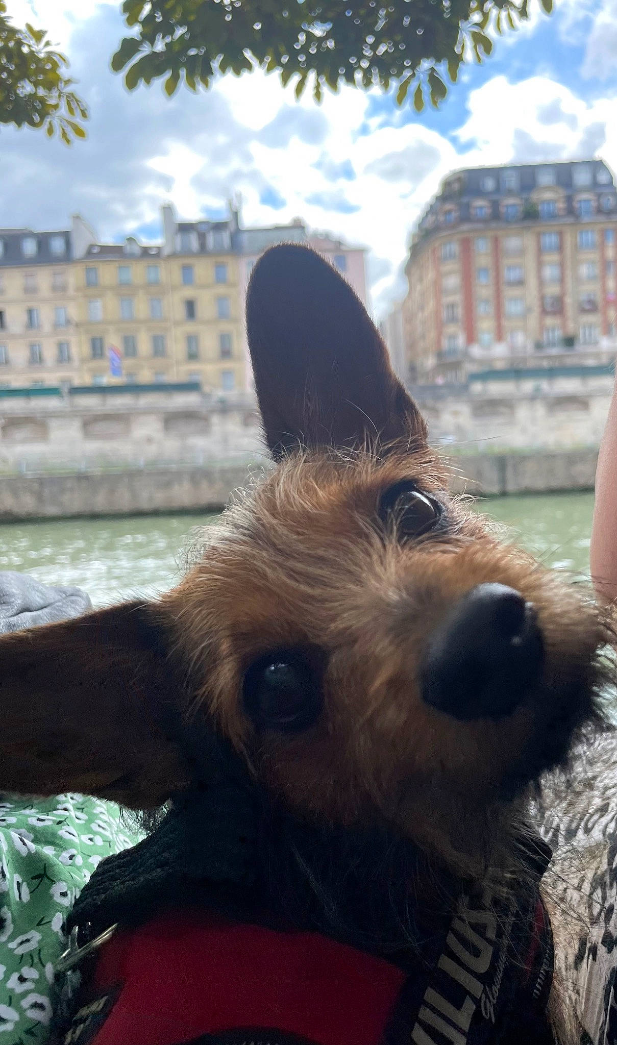 Rouky participe au concours pour gagner de l'argent avec cette photo : building, canidae, carnivore, cloud, collar, companion_dog, dog, dog_breed, dog_collar, fawn, fur, lake, reflection, sky, snout, sporting_group, terrier, water, window, working_animal