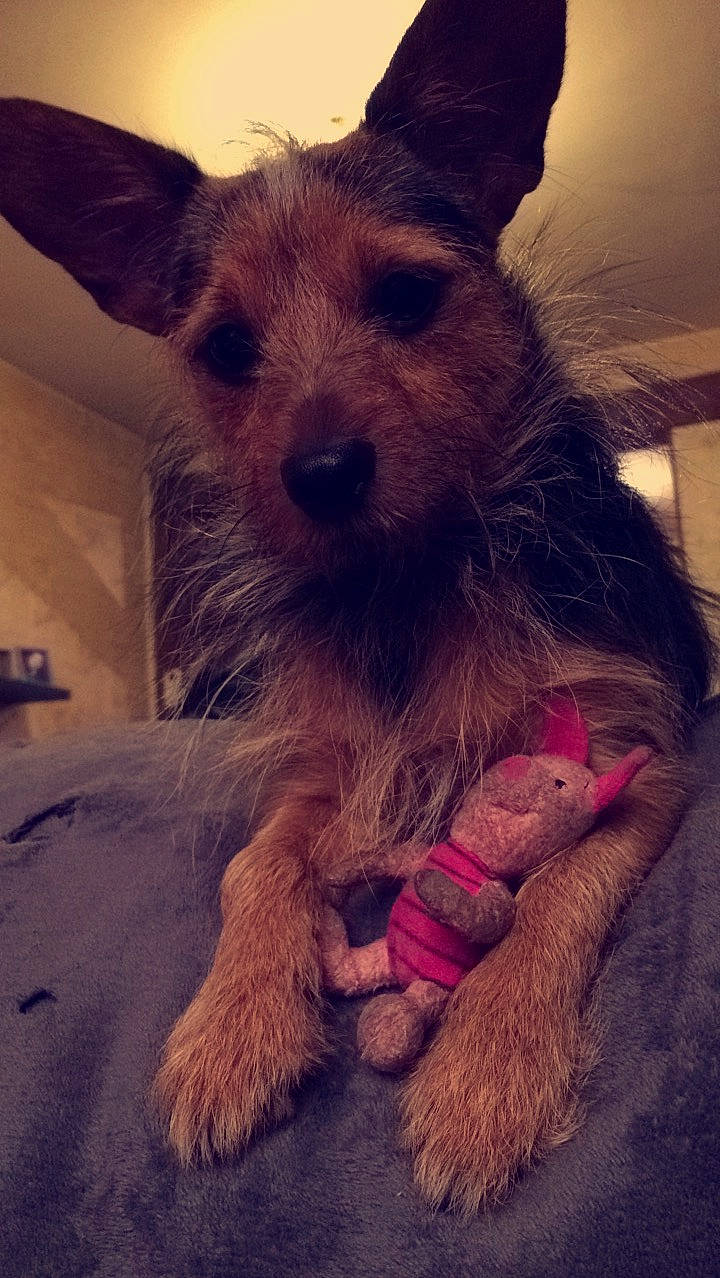 Rouky participe au concours pour gagner de l'argent avec cette photo : beard, canidae, carnivore, cloud, companion_dog, dog, dog_breed, dog_supply, ear, fawn, foot, fur, happy, paw, small_terrier, snout, sporting_group, toy_dog, whiskers, working_animal