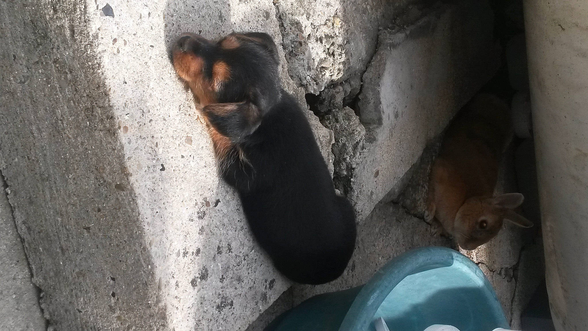 Rouky participe au concours pour gagner de l'argent avec cette photo : asphalt, canidae, carnivore, concrete, dog_breed, felidae, fur, grey, organism, paw, road_surface, shadow, sitting, small_to_medium_sized_cats, sporting_group, tail, terrestrial_animal, whiskers, wildlife, wood