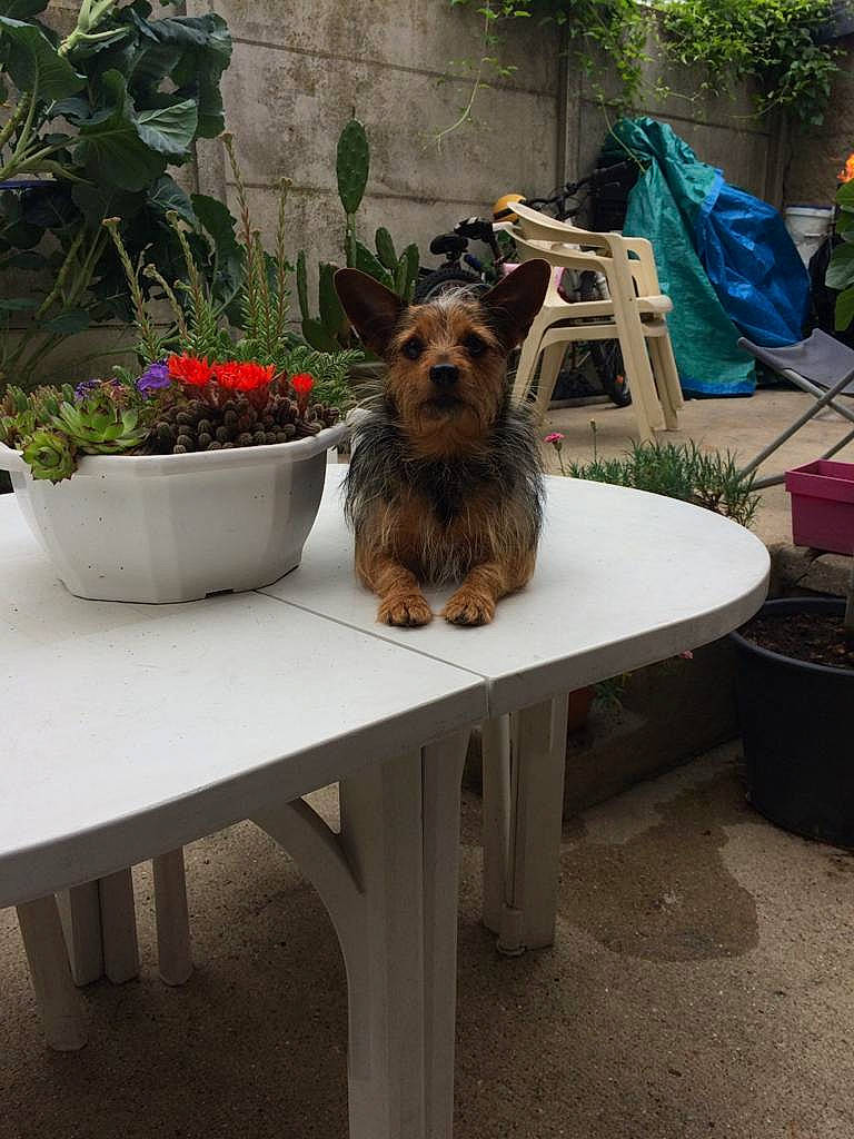Rouky participe au concours pour gagner de l'argent avec cette photo : carnivore, chair, companion_dog, dog, dog_breed, dog_supply, fawn, flooring, flower, flowerpot, garden, grass, houseplant, outdoor_furniture, outdoor_table, plant, table, tree, wood, working_animal