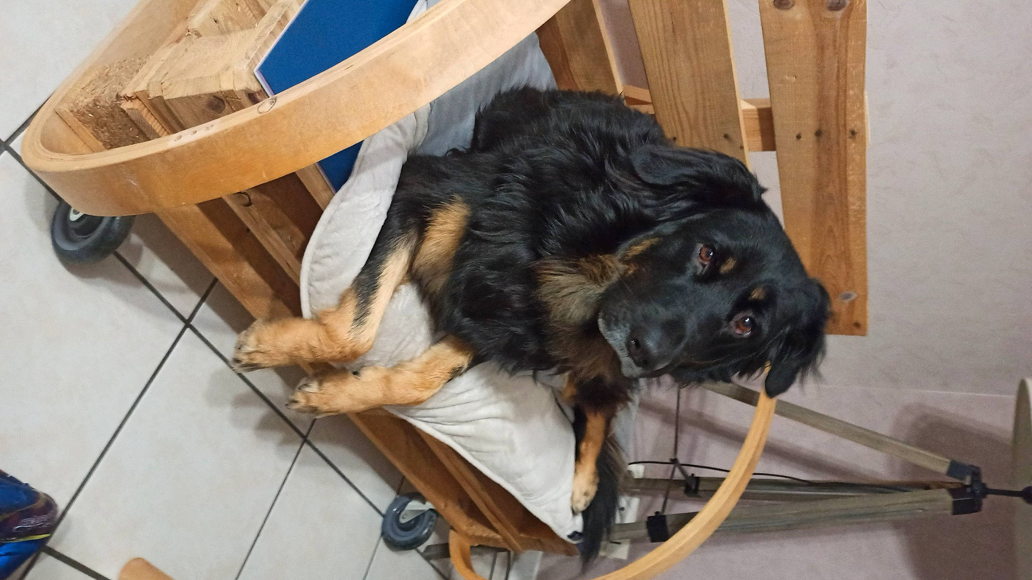 Bonnie a rejoint le concours — aidez-le/la à gagner de superbes lots ! carnivore, chair, claw, collar, companion_dog, dog, dog_breed, dog_collar, dog_supply, door, flooring, fur, hardwood, leonberger, old_german_shepherd_dog, snout, sporting_group, wood, working_animal, working_dog