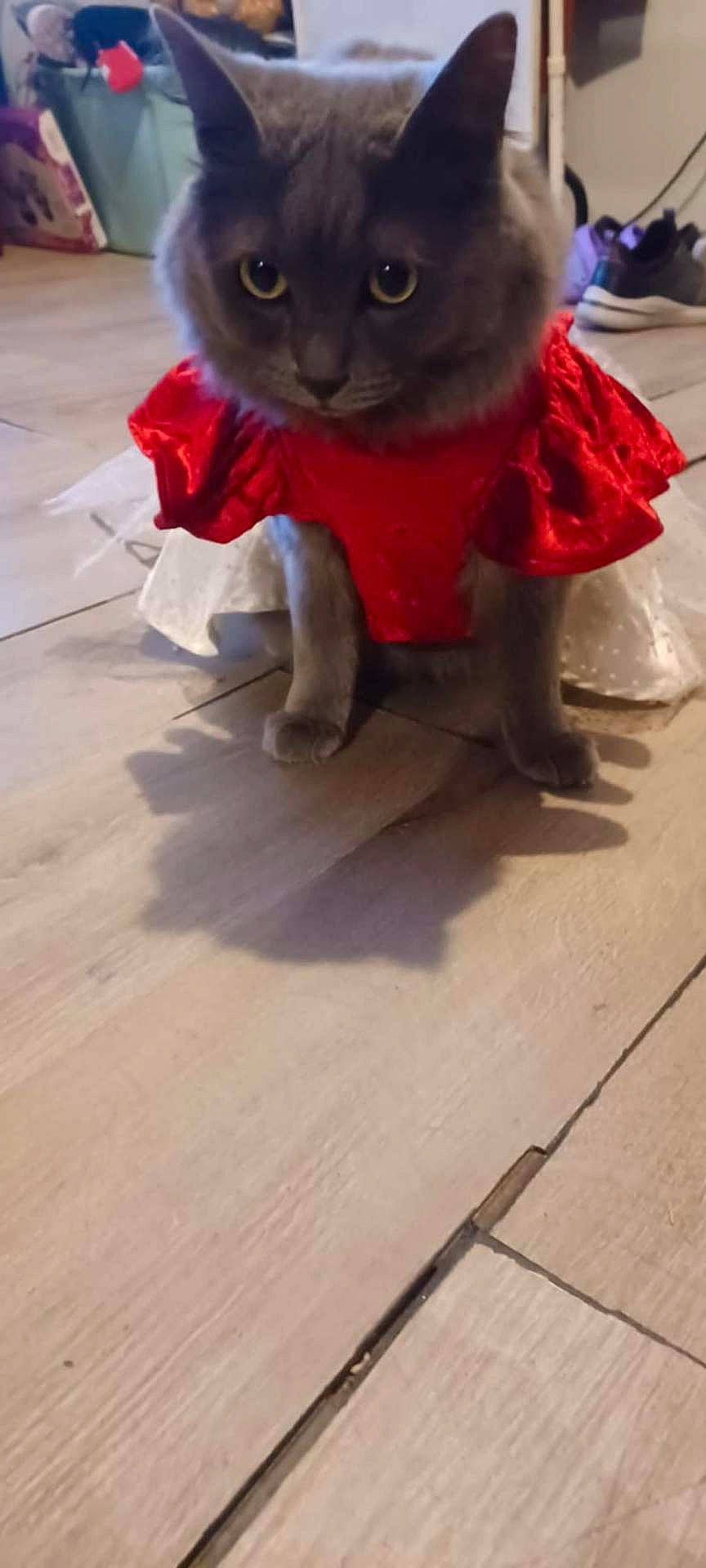 Asinabone Revlis Partida joined the competition — help win amazing prizes! angora, animal, architecture, bag, building, cat, clothing, coat, dress, hardwood, indoors, interiordesign, kitten, manx, outdoors, pet, plastic, plasticbag, shelter, wood