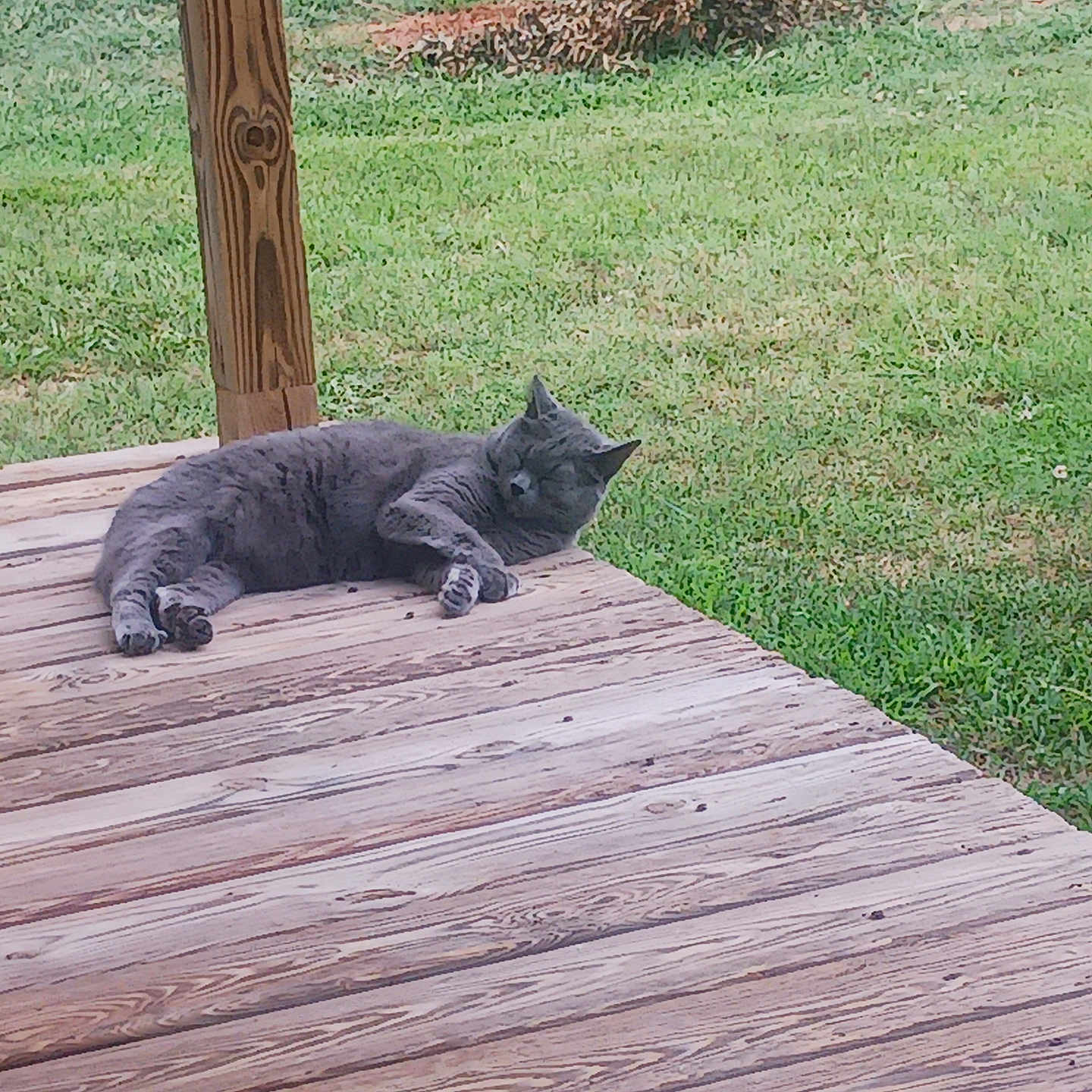 Blue is registered to the contest to win money with this photo: animal, calm, cat, daylight, feline, grass, gray_cat, lawn, nature, outdoor, peaceful, pet, quiet, relaxing, resting, sleeping_cat, summer, vertebrate, wood, wooden_porch
