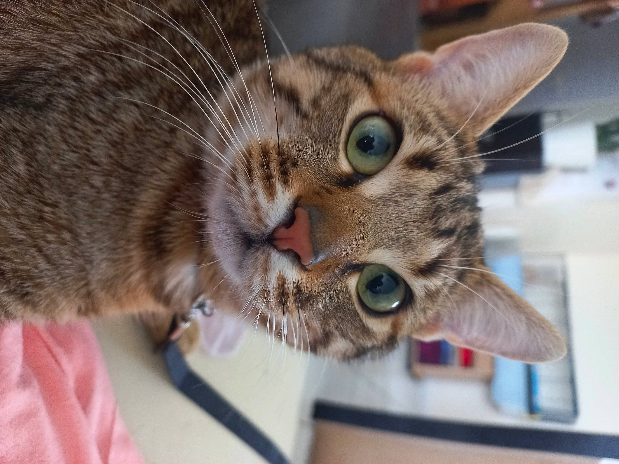 Berlioz a rejoint le concours — aidez-le/la à gagner de superbes lots ! carnivore, cat, cat_supply, claw, comfort, curious, domestic_short_haired_cat, ear, eye, eyelash, felidae, fur, paw, pet_supply, small_to_medium_sized_cats, snout, terrestrial_animal, whiskers, wildlife