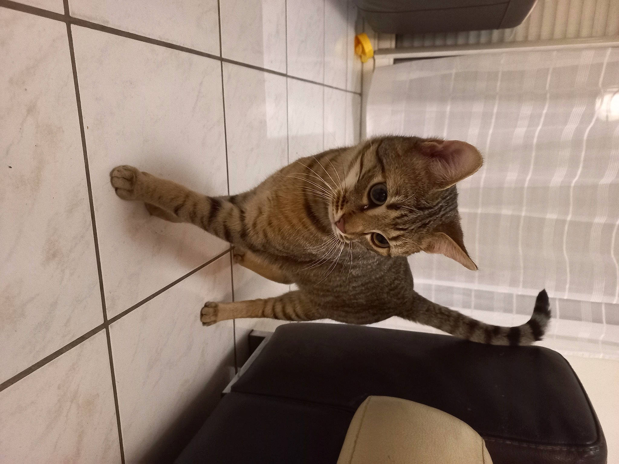 Berlioz participe au concours pour gagner de l'argent avec cette photo : carnivore, cat, claw, comfort, domestic_short_haired_cat, fawn, felidae, flooring, fur, metal, plant, sculpture, small_to_medium_sized_cats, snout, tail, terrestrial_animal, tile_flooring, whiskers, wildlife, wood