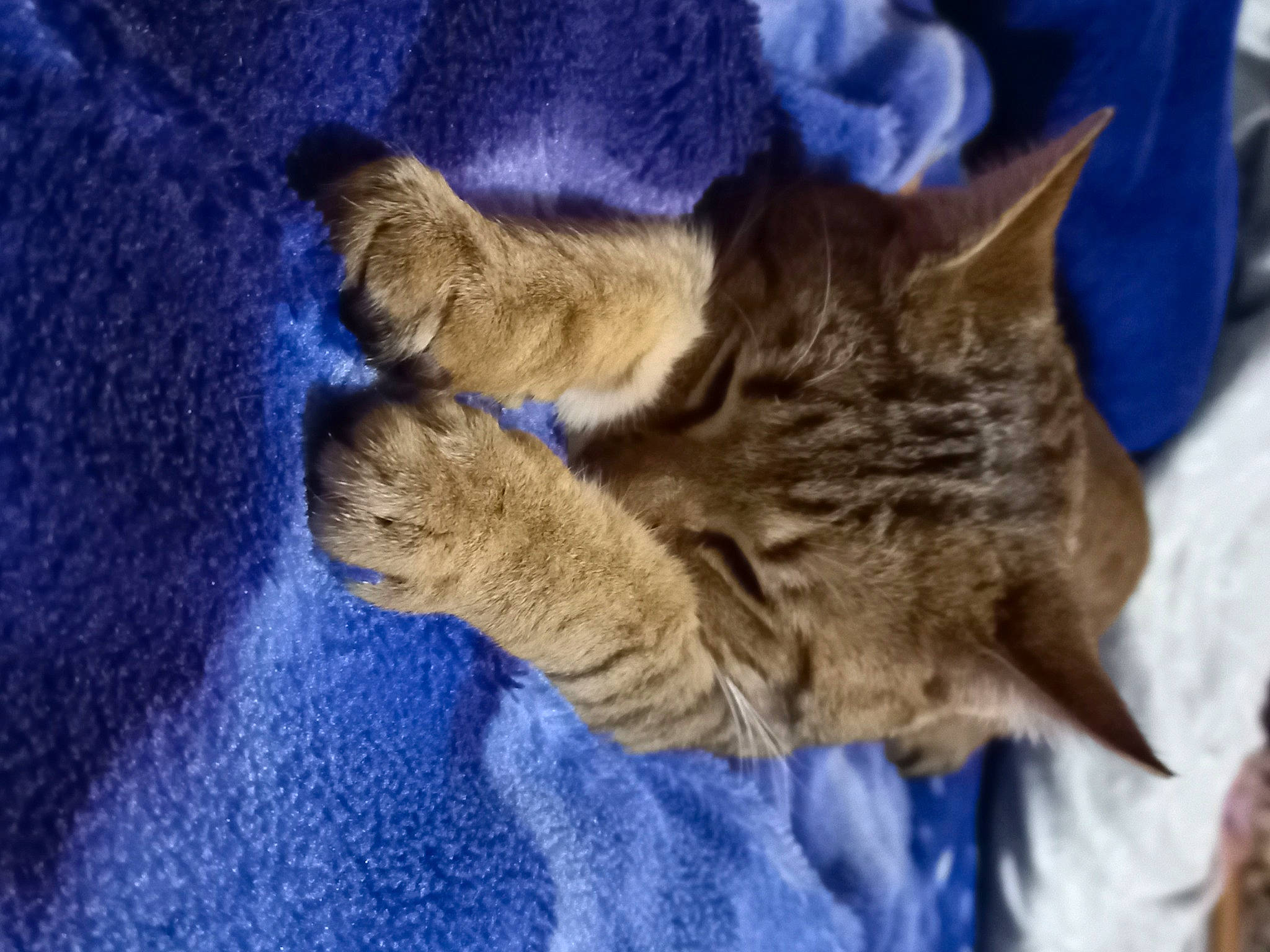 Berlioz a rejoint le concours — aidez-le/la à gagner de superbes lots ! blue, carnivore, cat, claw, comfort, domestic_short_haired_cat, electric_blue, felidae, fur, gesture, nap, paw, small_to_medium_sized_cats, tail, whiskers, wildlife