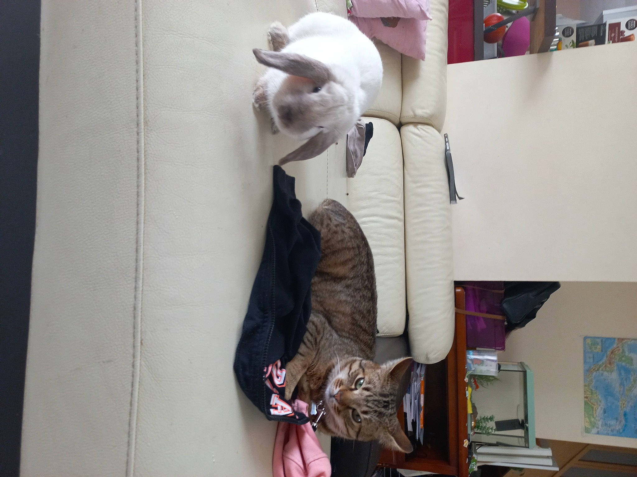 Berlioz a rejoint le concours — aidez-le/la à gagner de superbes lots ! art, carmine, fashion_design, felidae, fur, linens, paper, pattern, plant, room, stuffed_toy, textile, tree, visual_arts, wood