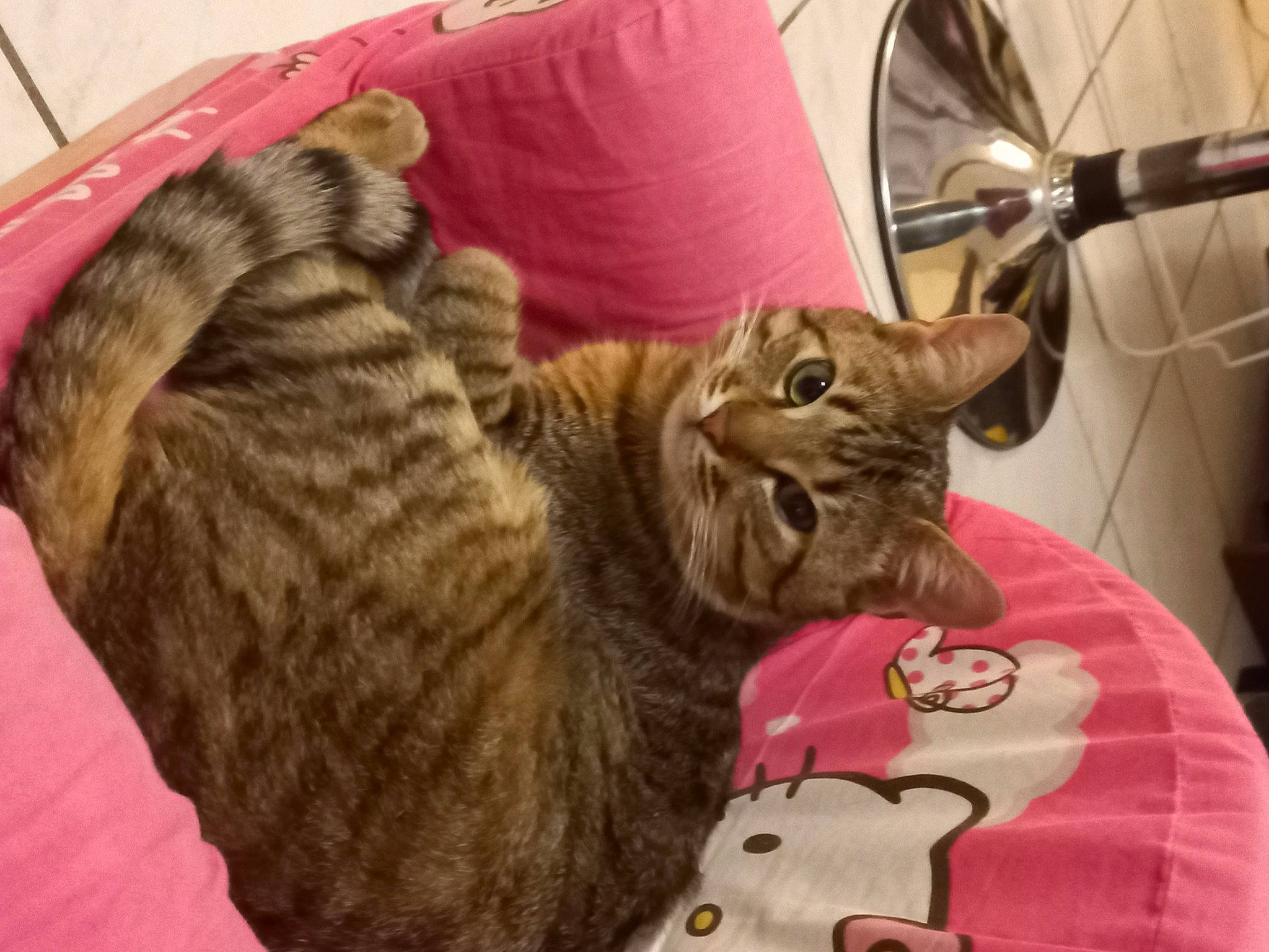 Berlioz a rejoint le concours — aidez-le/la à gagner de superbes lots ! bag, bed, carnivore, cat, cat_bed, claw, comfort, domestic_short_haired_cat, felidae, fur, mammal, mechanical_fan, small_to_medium_sized_cats, snout, tail, vertebrate, wheel, whiskers