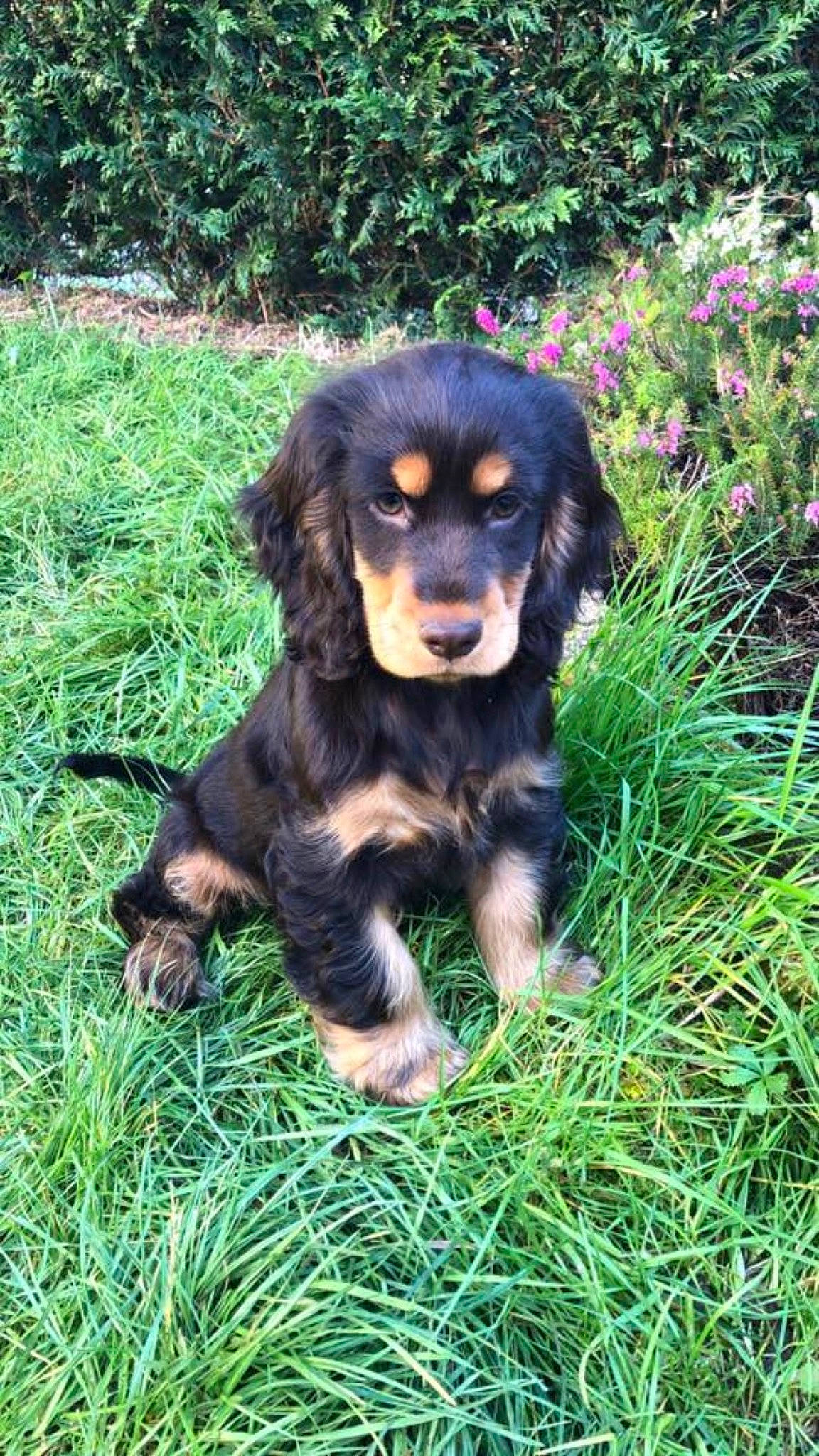 Pippa a rejoint le concours — aidez-le/la à gagner de superbes lots ! canidae, carnivore, cocker_spaniel, companion_dog, dog, dog_breed, english_cocker_spaniel, gordon_setter, grass, mammal, puppy, rare_breed_dog, russian_spaniel, spaniel, sporting_group, vertebrate