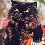 animal, black_cat, blurred_background, cat, close_up, cute, domestic_cat, feline, fluffy, fur, mammal, outdoor, pet, portrait, relaxed, resting, soft_texture, sunlight, whiskers, yellow_eyes