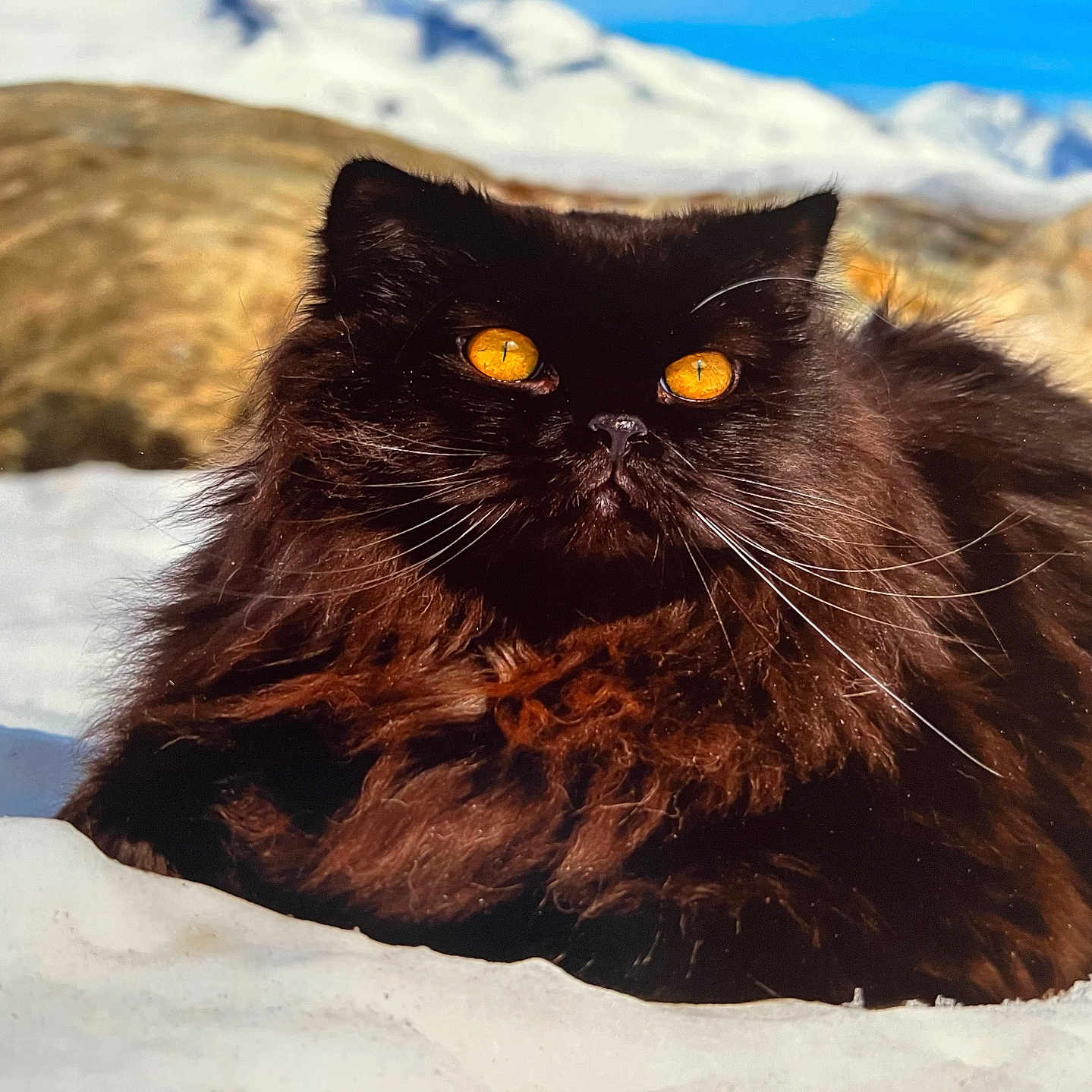 Tokio a rejoint le concours — aidez-le/la à gagner de superbes lots ! angora, animal, bird, blackbird, blackcat, cat, kitten, manx, nature, outdoors, panther, pet, rock, snout, snow