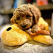 Zoey joined the competition — help win amazing prizes! puppy, dog, curly_fur, stuffed_toy, plush, yellow, snuggling, cute, pet, animal, indoors, close_up, toy, soft, brown_fur, floor, furry, adorable, young, playful