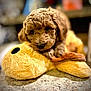 puppy, dog, curly_fur, stuffed_toy, plush, yellow, snuggling, cute, pet, animal, indoors, close_up, toy, soft, brown_fur, floor, furry, adorable, young, playful