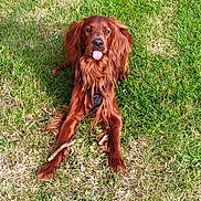 Ulysse a rejoint le concours — aidez-le/la à gagner de superbes lots ! animal, brown_dog, canine, cheeky, companion, cute, daylight, dog, friendly, fur, grass, greenery, leisure, lying_down, nature, outdoor, pet, playful, summer, tongue_out