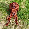dog, grass, outdoor, pet, playful, tongue_out, canine, brown_dog, animal, nature, daylight, fur, lying_down, cheeky, summer, greenery, friendly, cute, companion, leisure