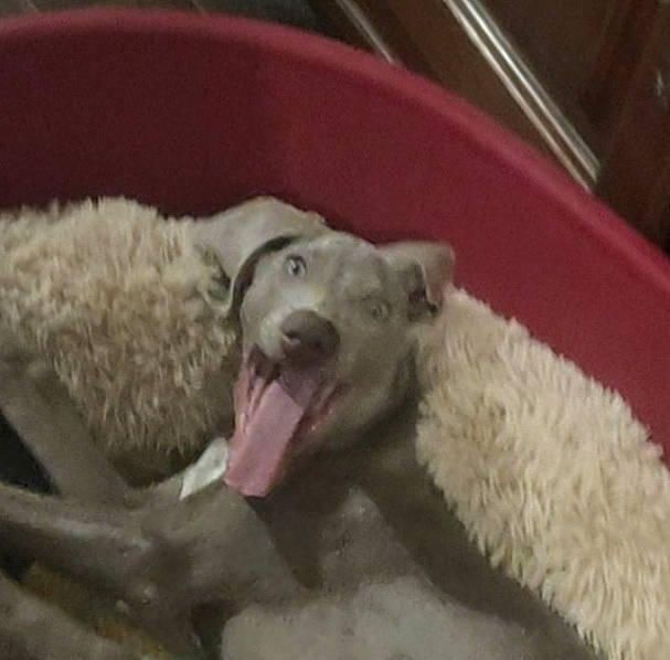 Gus a rejoint le concours — aidez-le/la à gagner de superbes lots ! canidae, carnivore, comfort, companion_dog, dog, dog_breed, fang, felidae, fur, jaw, non_sporting_group, paw, snout, sporting_group, terrestrial_animal, whiskers, wildlife, working_animal, yawn