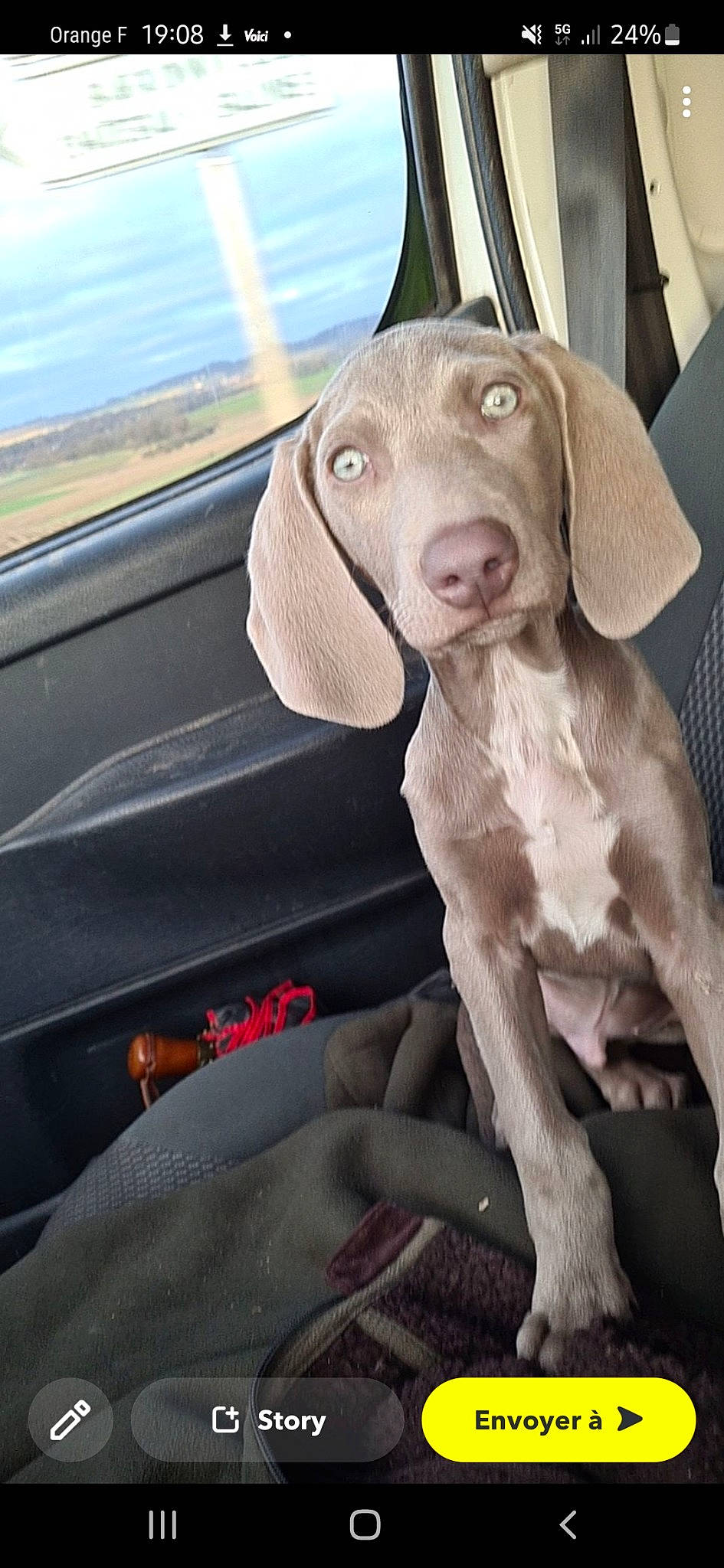 Gus participe au concours pour gagner de l'argent avec cette photo : automotive_exterior, braque_francais, canidae, car, car_seat, carnivore, companion_dog, dog, dog_breed, dog_collar, door, fawn, liver, metal, snout, sporting_group, vehicle, vehicle_door, windshield, working_animal